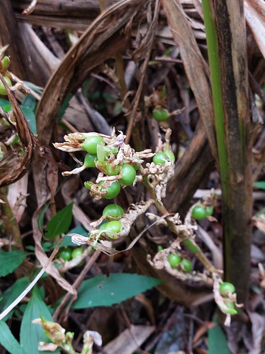 Cardamom growing at Ellamulla Estate