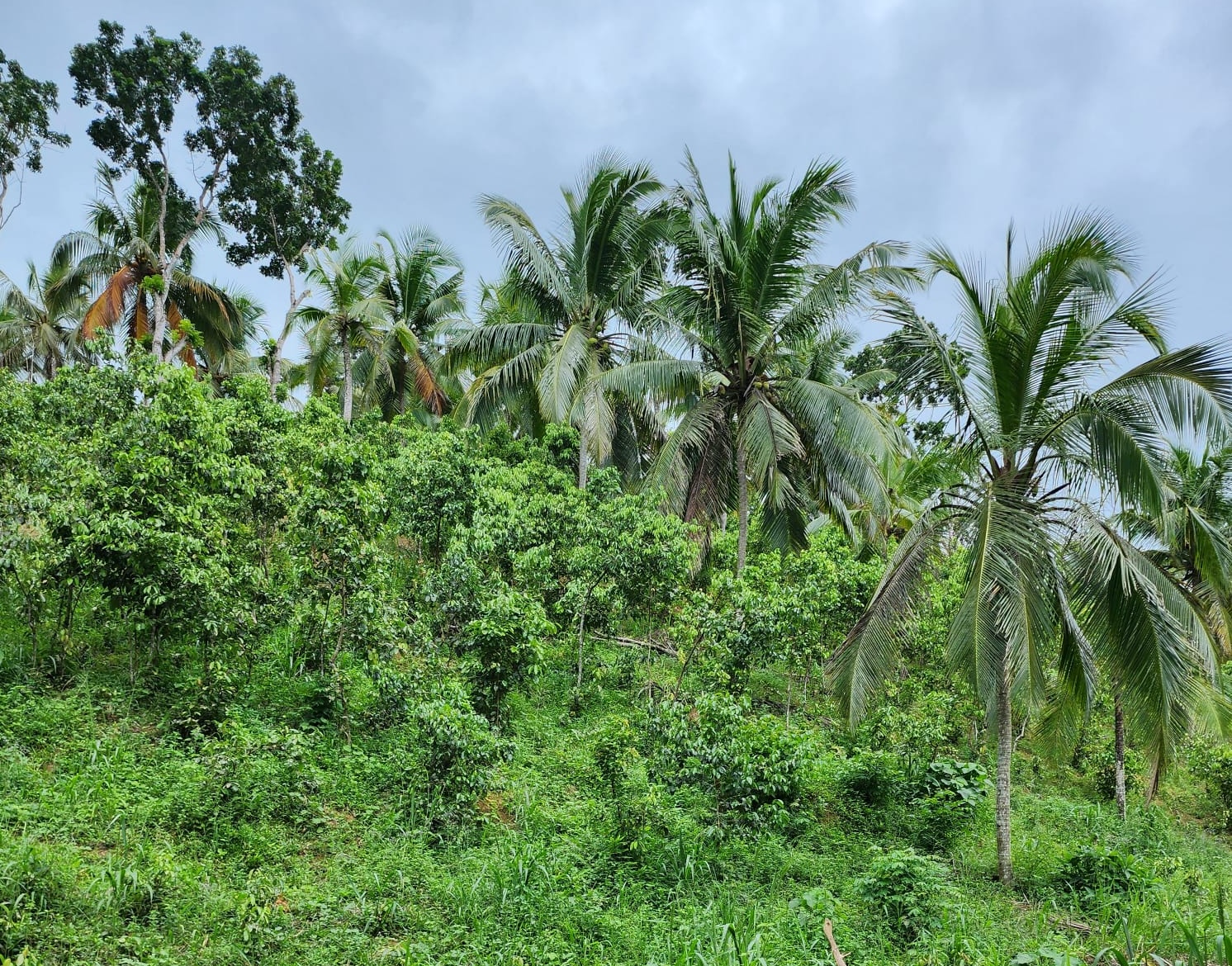 Coconut